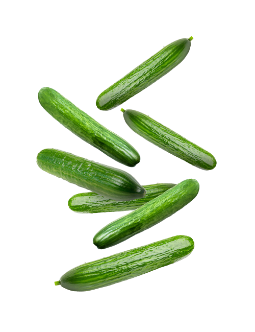 Cucumber