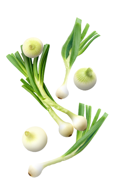Oignon (échalote)