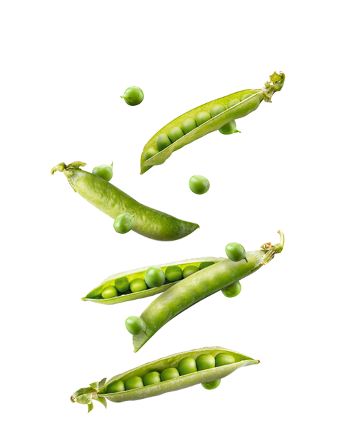 Pois vert