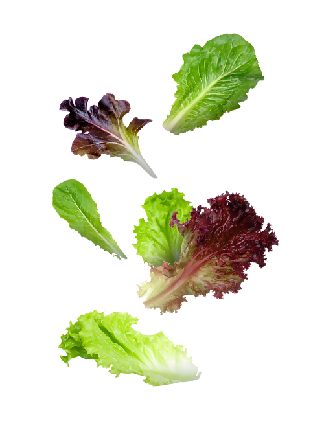 Lettuce