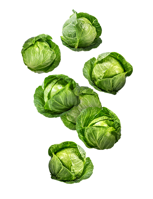 Cabbage