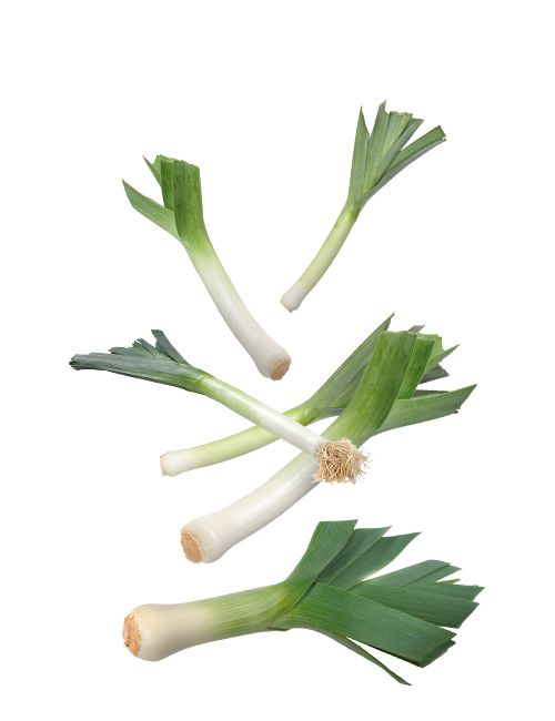 Leek