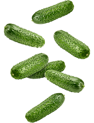 Cucumber