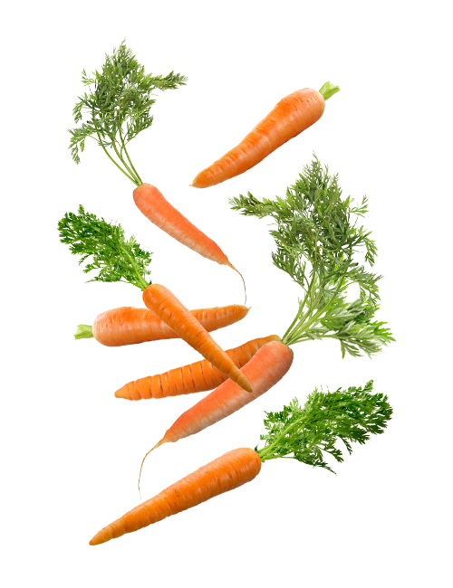 Carrot leaf