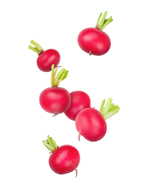 Radish